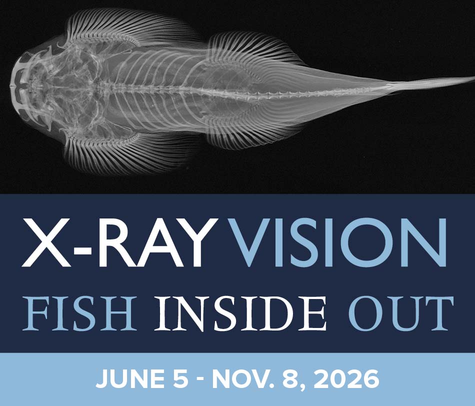 Fernbank Exhibitindex Xray