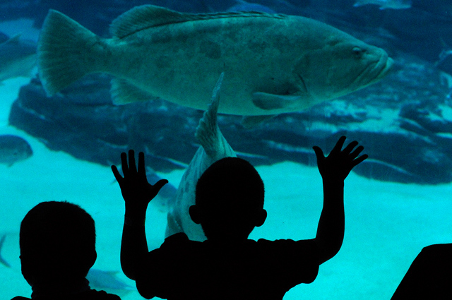 Aquarium Magnum