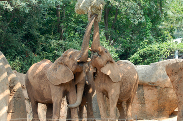 Zoo Atlanta Magnum