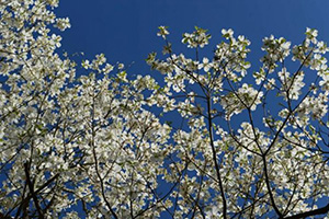 Photo Courtesy Atlanta Dogwood Festival