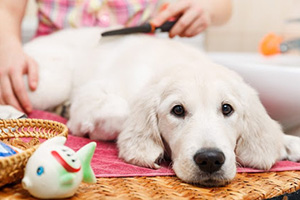 Furside Pet Grooming Decatur GA