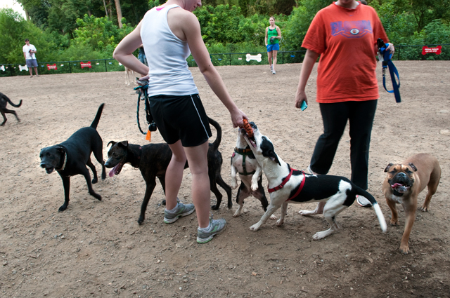 Cityscape Readers Dogpark Jd