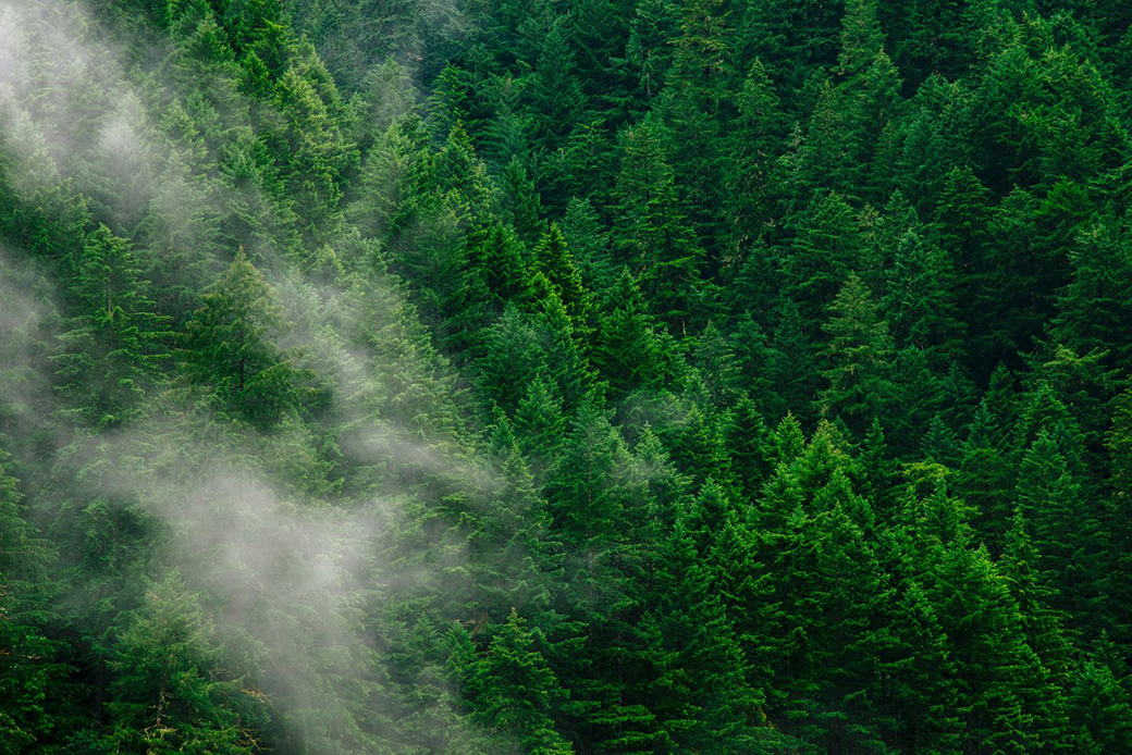 Dogwoodalliance Forest